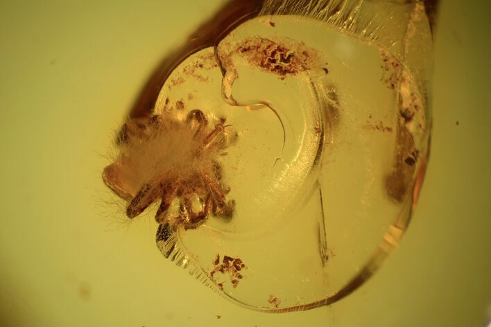 Detailed Fossil Spider (Aranea) With Fungi In Baltic Amber #93868